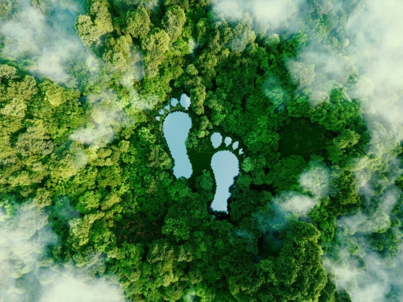 Bild - Fußabdruck im Wald