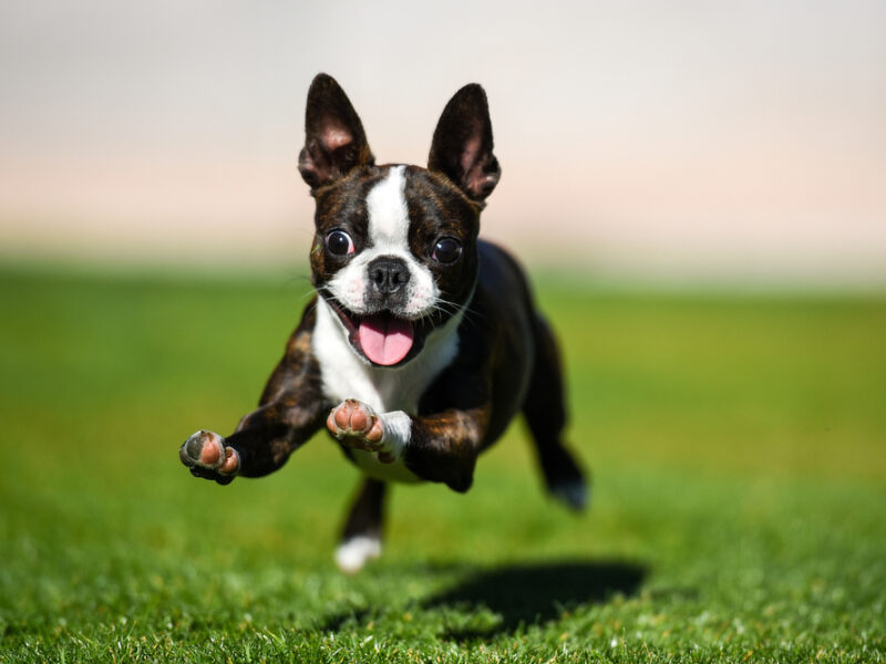Neu & noch besser: Unsere Hundehalterhaftpflicht!